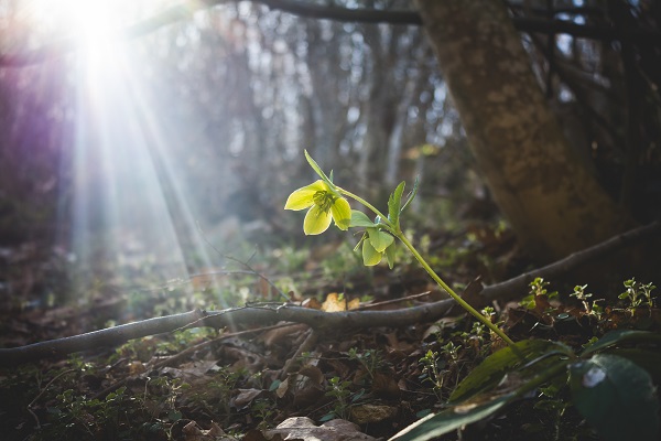Close-Up Of Plant Growing In Forest