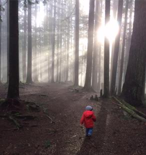 B in the misty forest