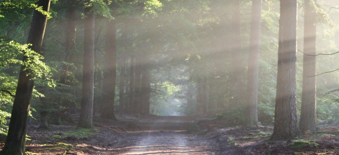 Forest path lit by the morning sun